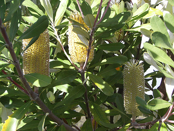 banksia integrifolia 