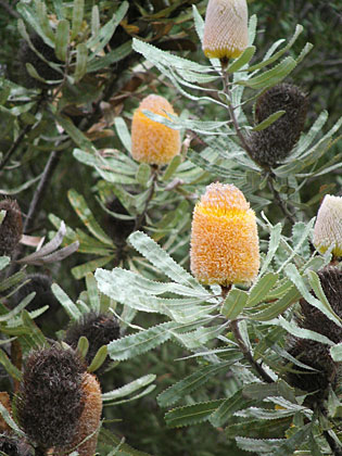 banksia prionotes 