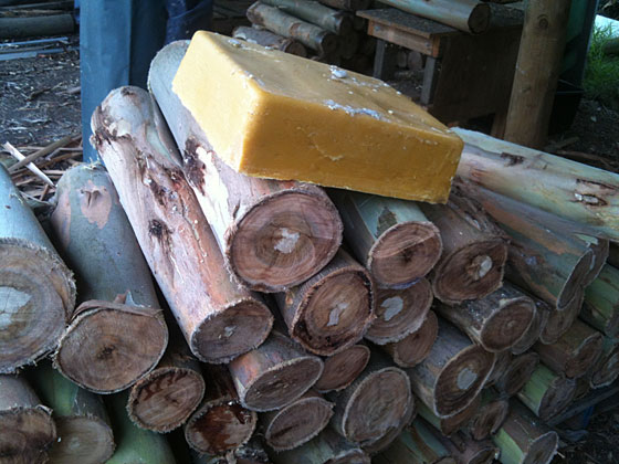  shiitake logs ready to end seal