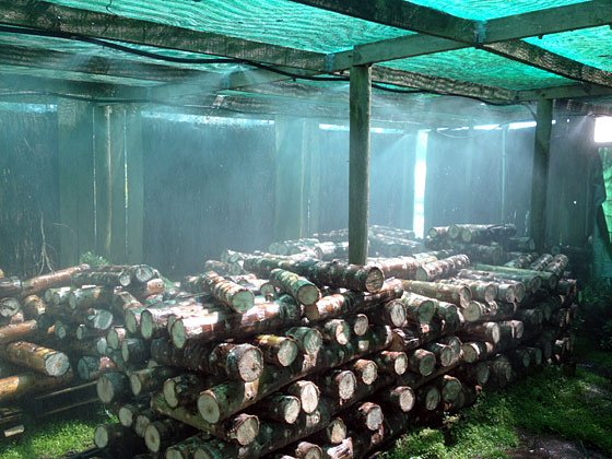  misting shiitake logs