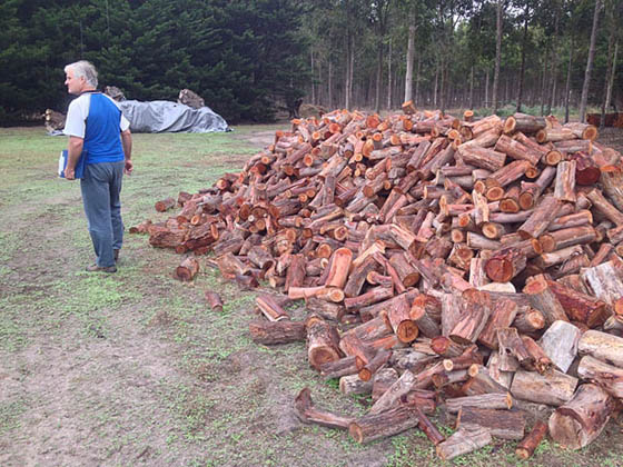  Firewood from plantation