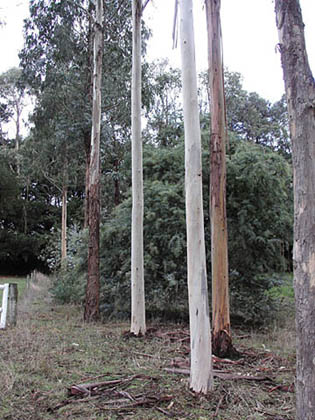  High pruned timber