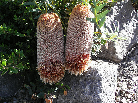  banksia blechnifolia 