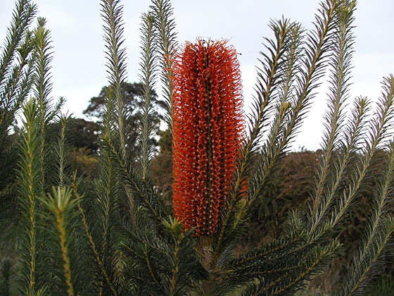 banksia ericafolia 